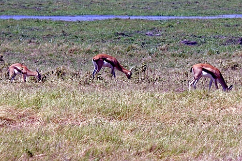 Kenia (171)